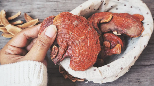 Reishi – der Pilz der Unsterblichkeit und der ewigen Jugend