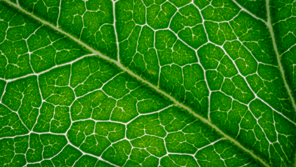 Chlorophyll: Wie gesund ist es wirklich? – Viktilabs