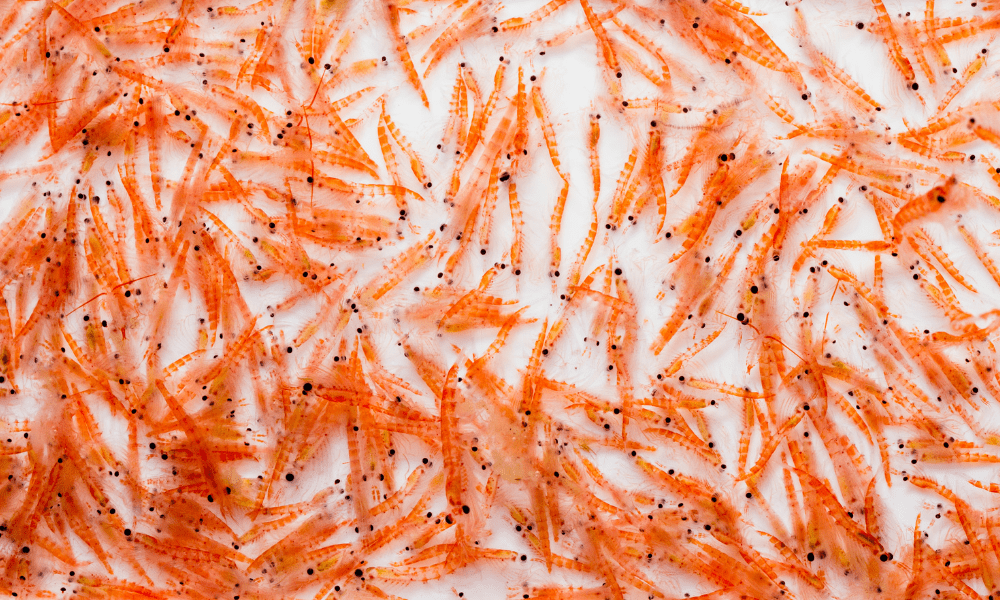 Krillöl: Die beste Omega-3-Quelle?