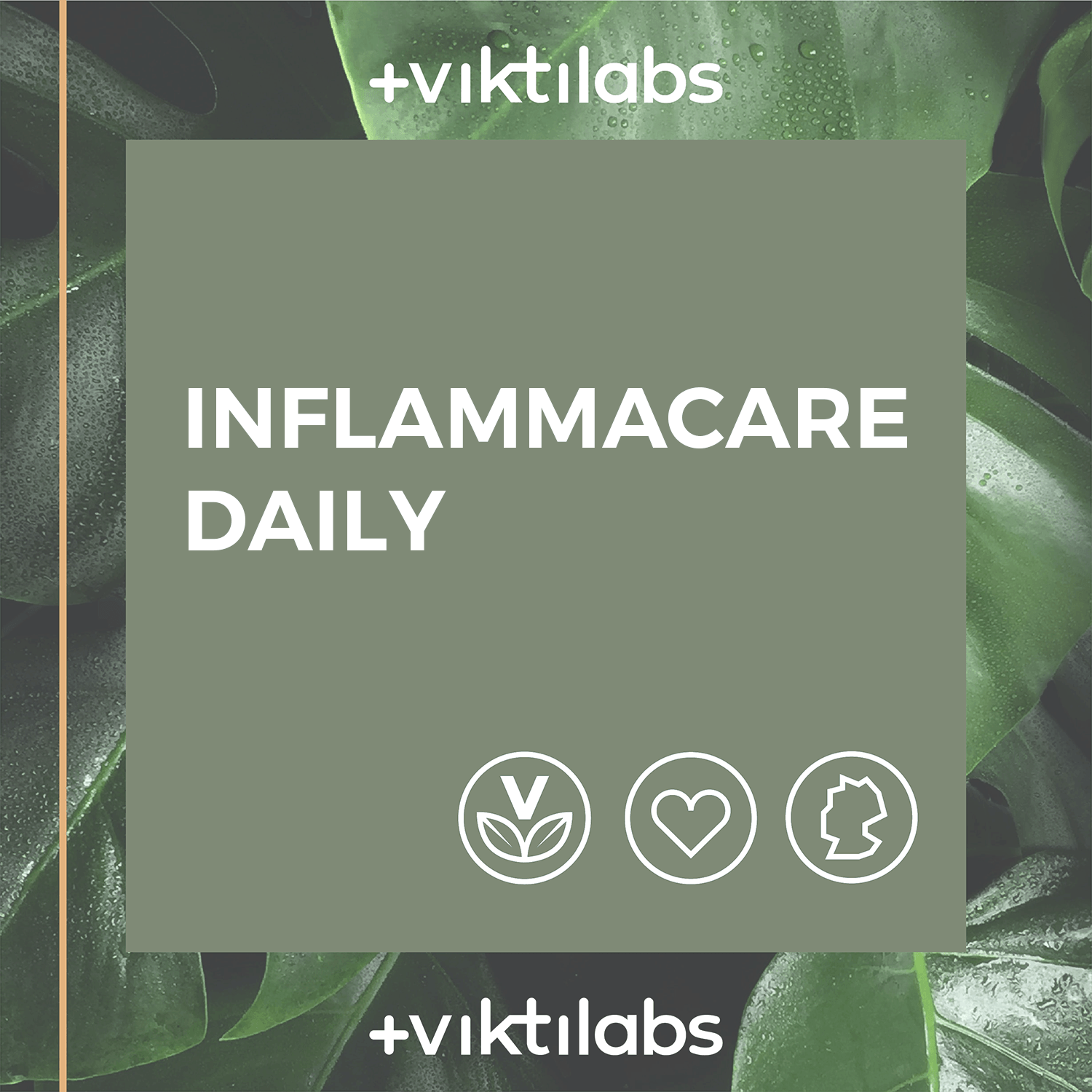 Entzündungshemmende Kraft der Natur: InflammaCare Daily©️ mit Reishi, Olivenblattextrakt, Grünteeextrakt, Chaga, Magnesium und Vitamin C - hochdosiert - 180 Kapseln