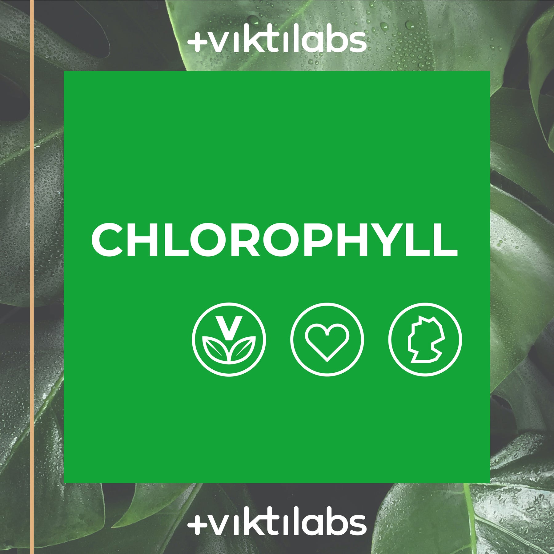 Chlorophyll Tropfen - 1 Flasche mit 100 ml