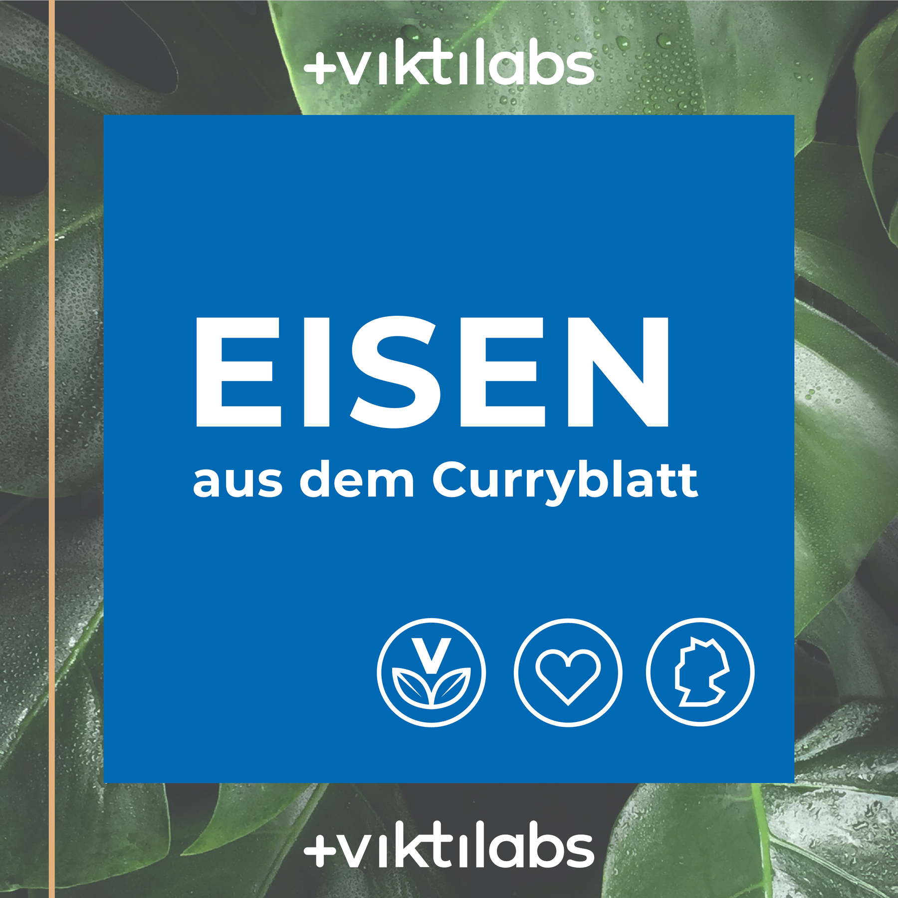 Eisen aus dem Curryblatt - 60 Kapseln