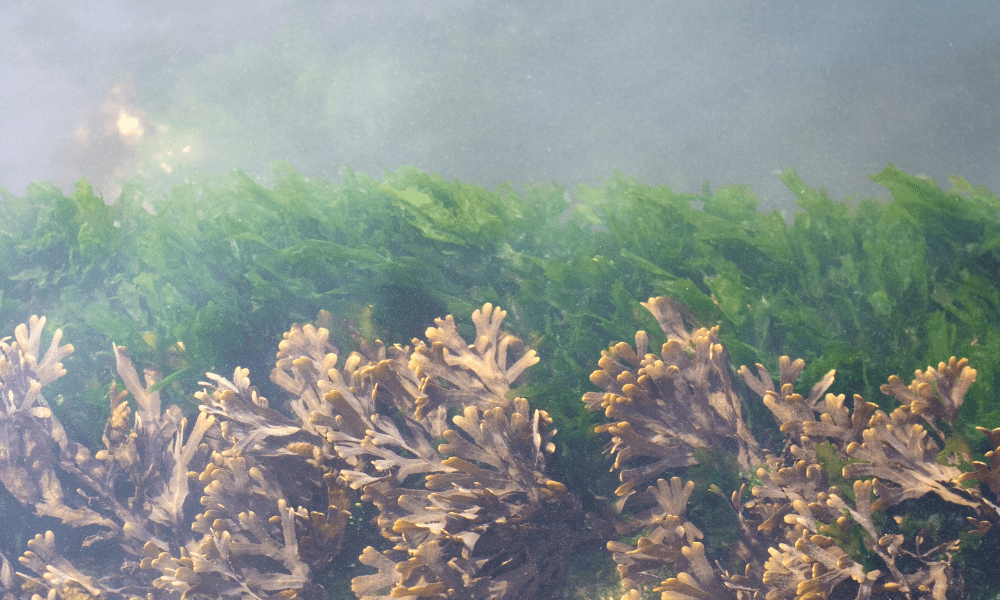 Algenöl: Pflanzliche Omega-3-Power aus dem Meer