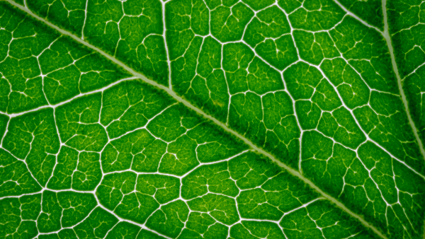 Chlorophyll: Wie gesund ist es wirklich?