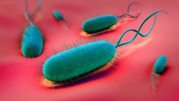 Mit Mikronährstoffen die Helicobacter pylori Therapie unterstützen
