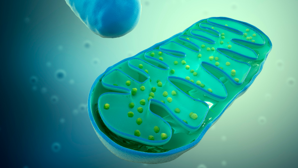 Mitochondriopathien: Welche Rolle spielen Nährstoffe bei der Behandlung?