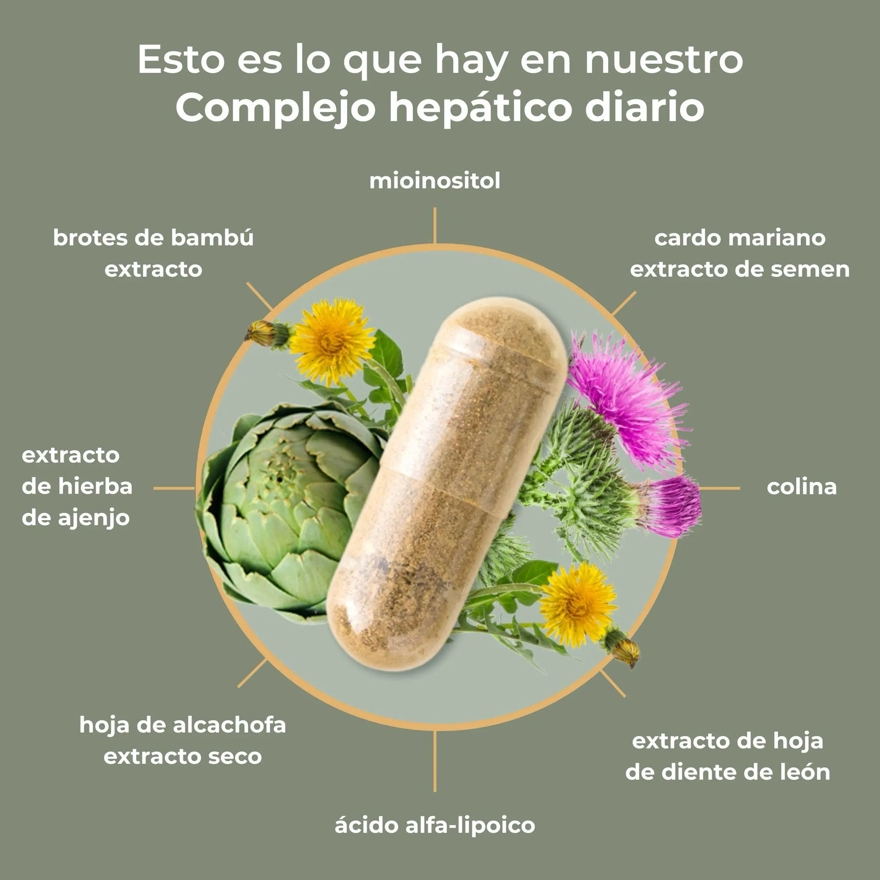 viktilabs-leber-komplex-infografik-ingredientes [lang-es]