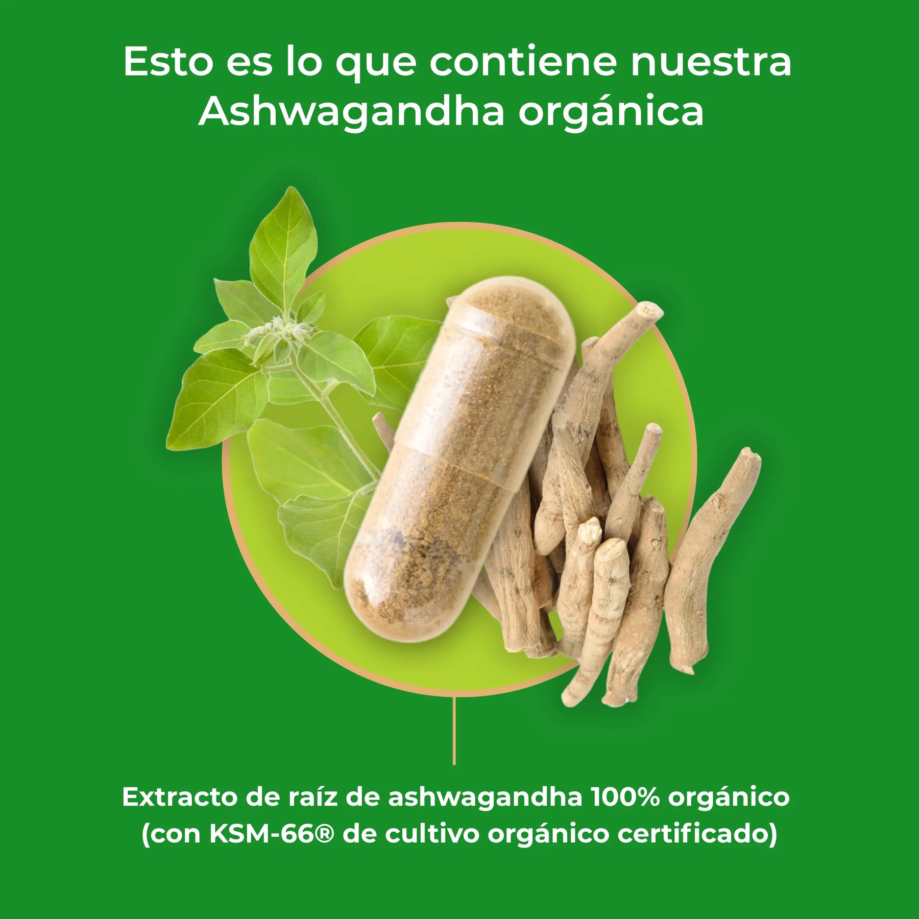 viktilabs-ashwagandha-infografik-ingredientes [lang-es]