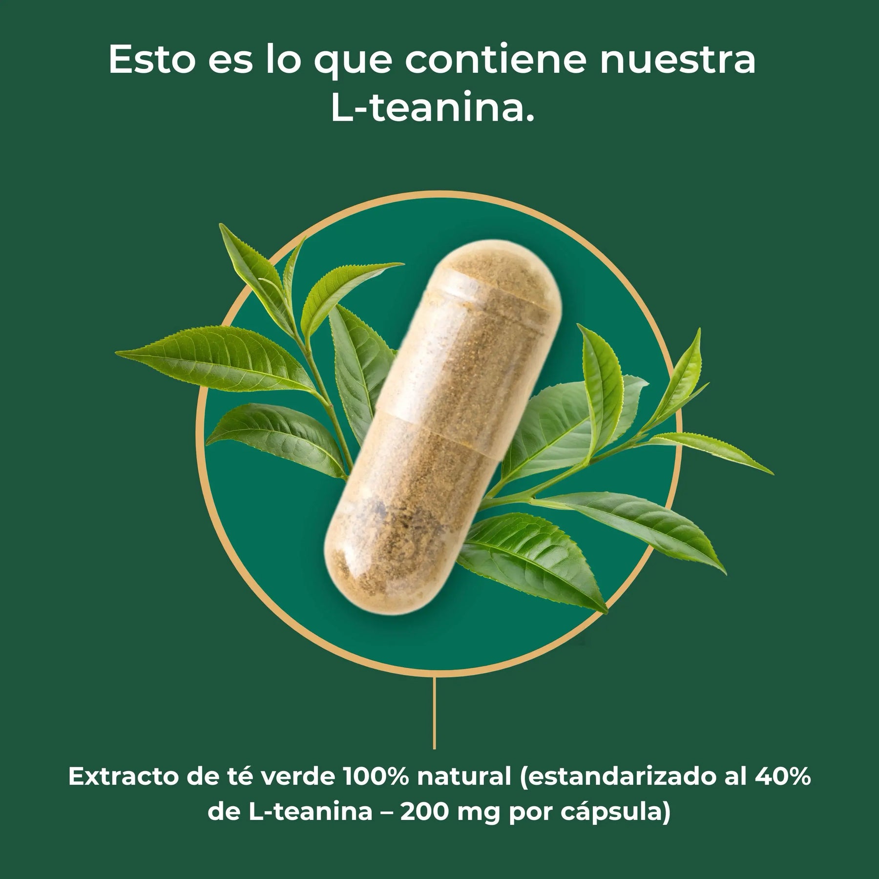 viktilabs-l-theanin-infografik-ingredientes [lang-es]