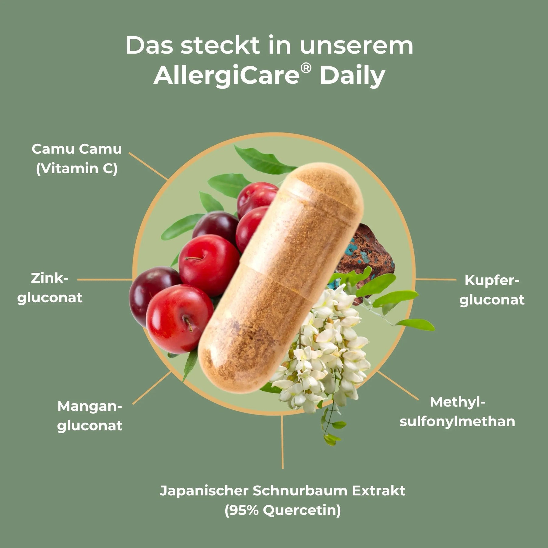 viktilabs-allergicare-infografik-inhaltsstoffe [lang-de]
