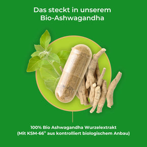 viktilabs-ashwagandha-infografik-inhaltsstoffe [lang-de]