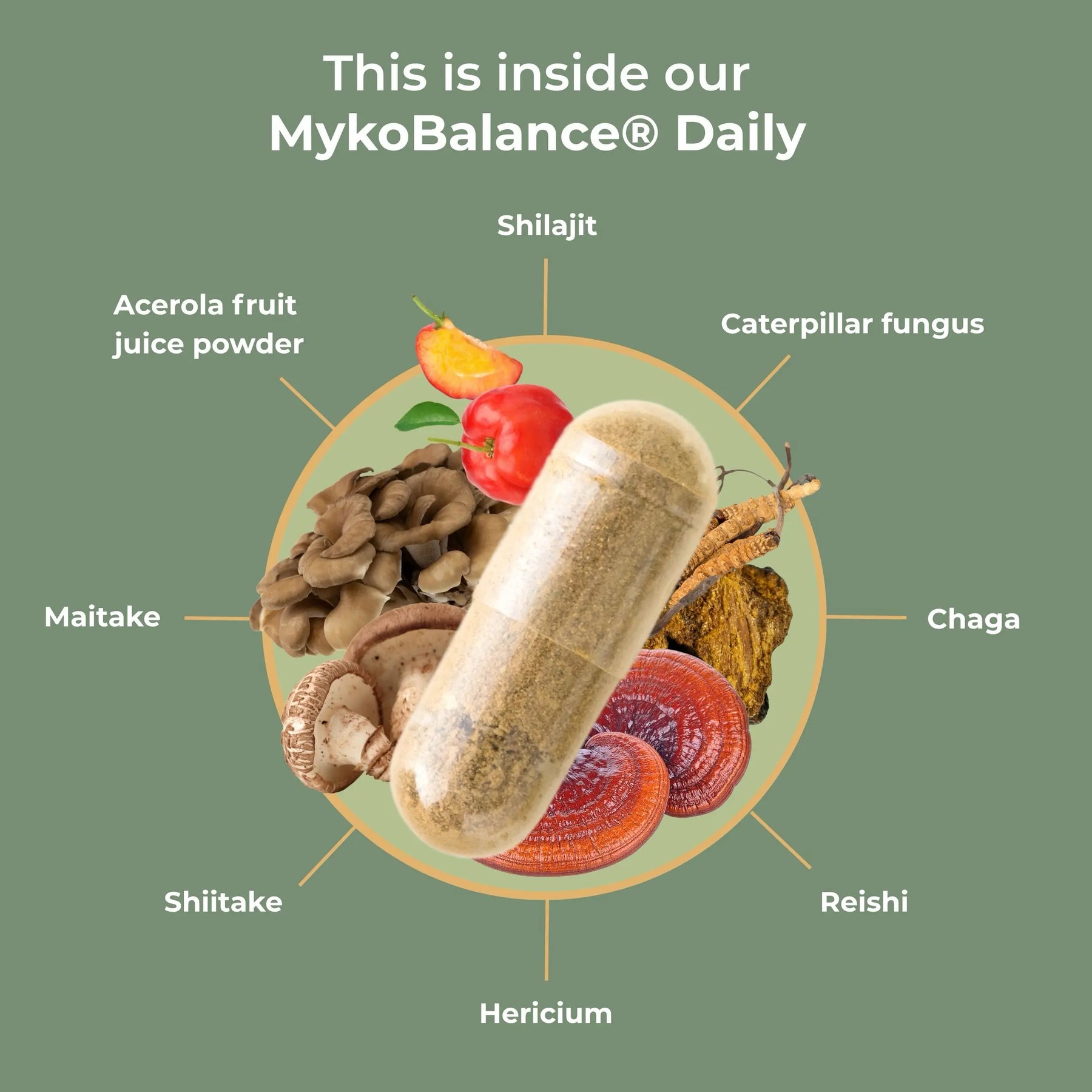 viktilabs-mykobalance-infografik-ingredients [lang-en]