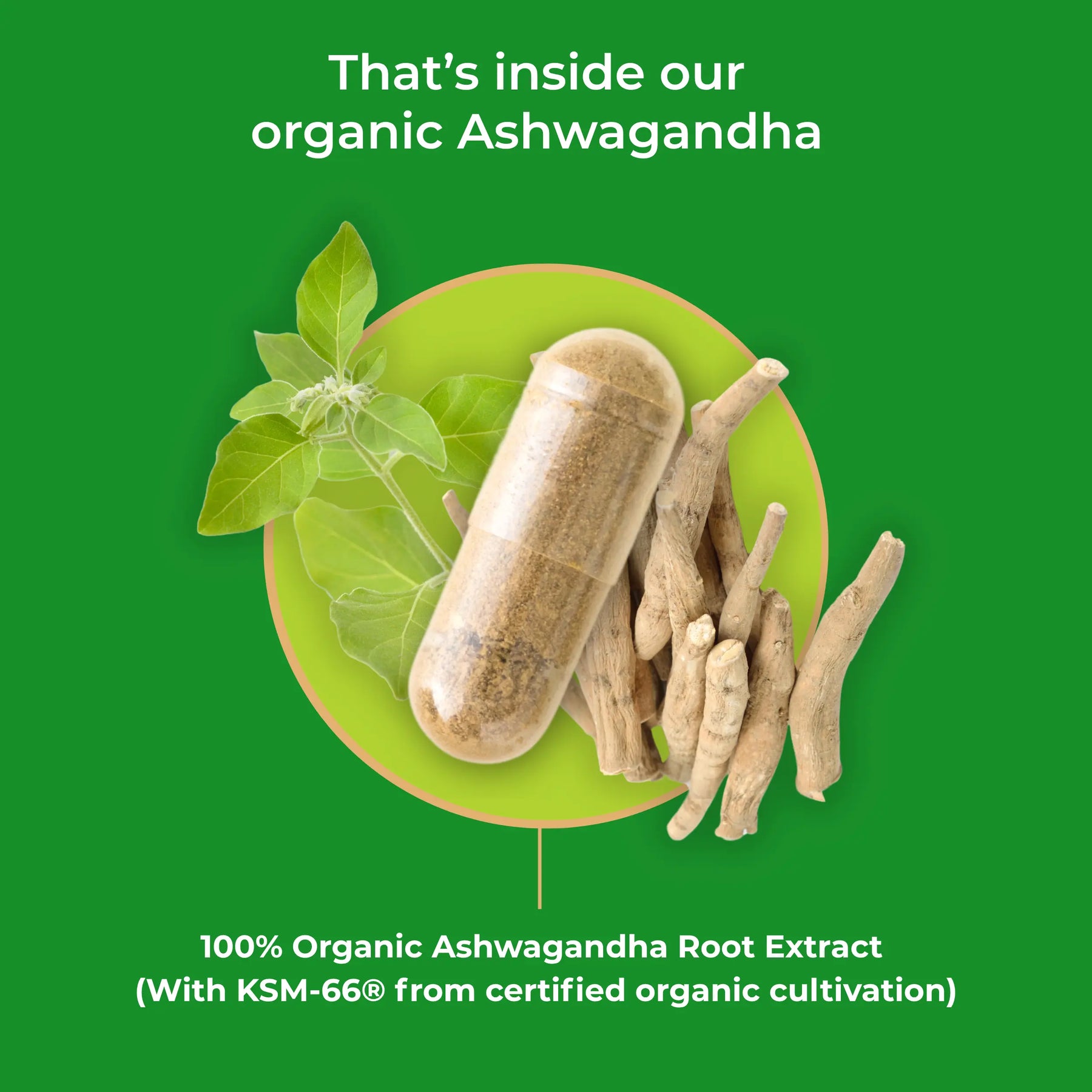 viktilabs-ashwagandha-infografik-ingredients [lang-en]