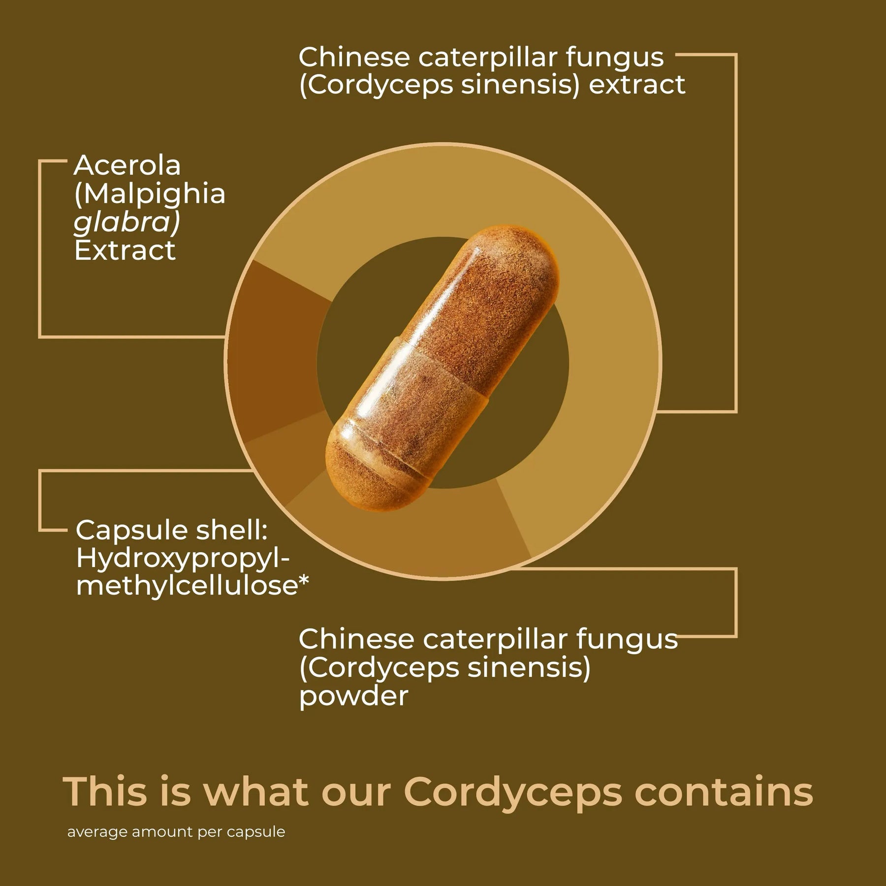 viktilabs-cordyceps-infografik-ingredients [lang-en]
