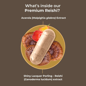 viktilabs-reishi-infografik-ingredients [lang-en]