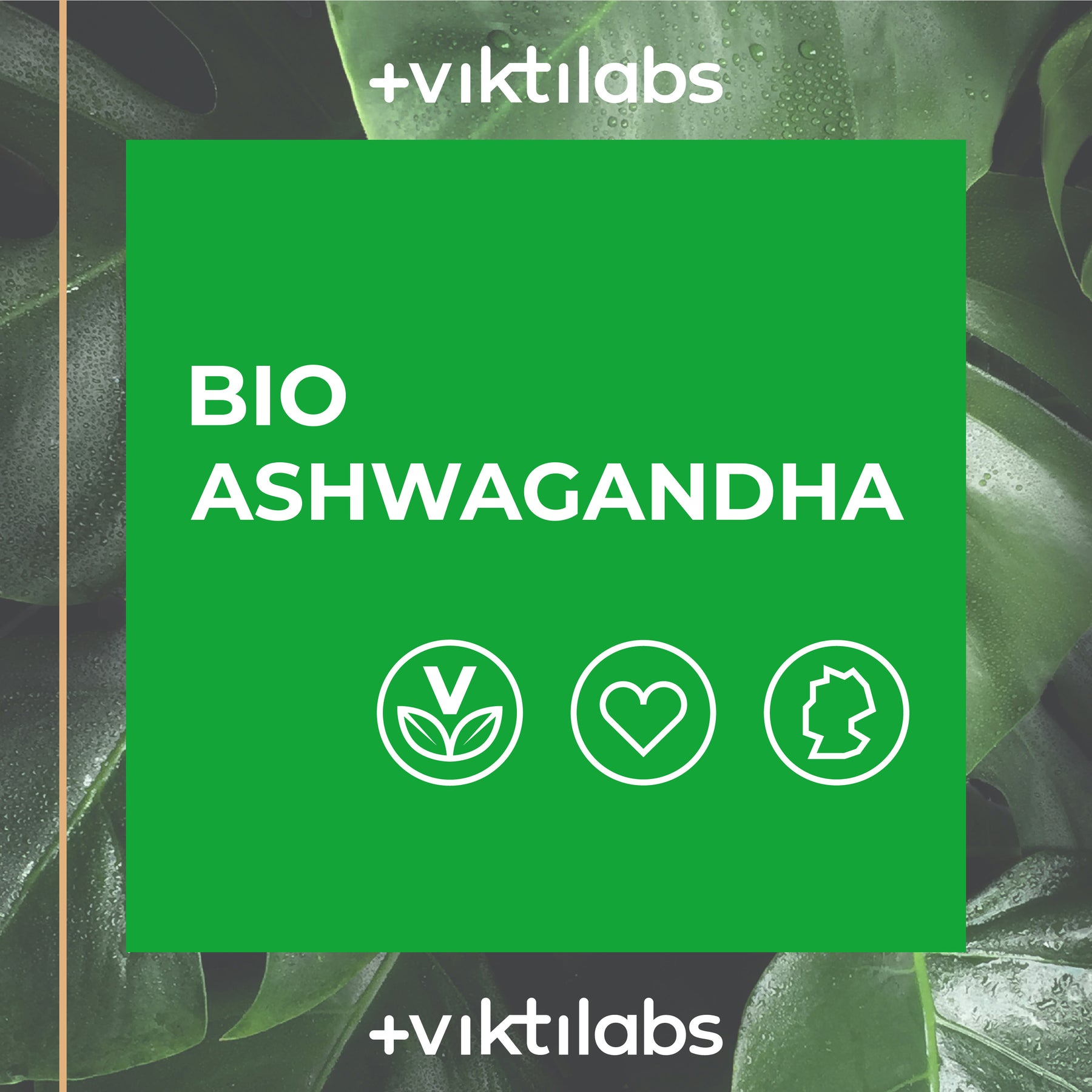 Bio Ashwagandha - reich an Withanoliden - 90 Kapseln
