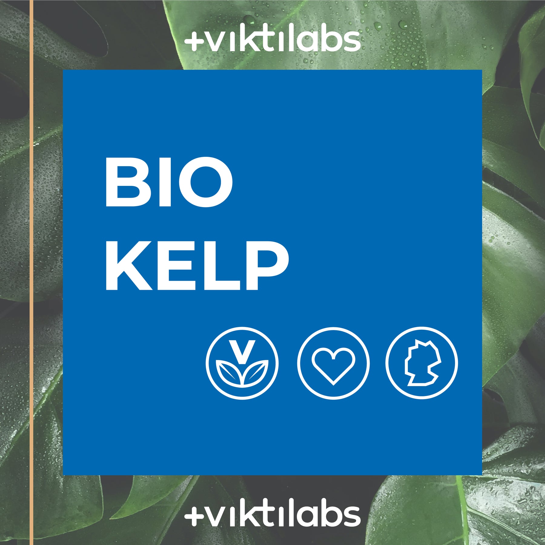 Bio Kelp – der Jodlieferant aus dem Ozean - 180 Presslinge
