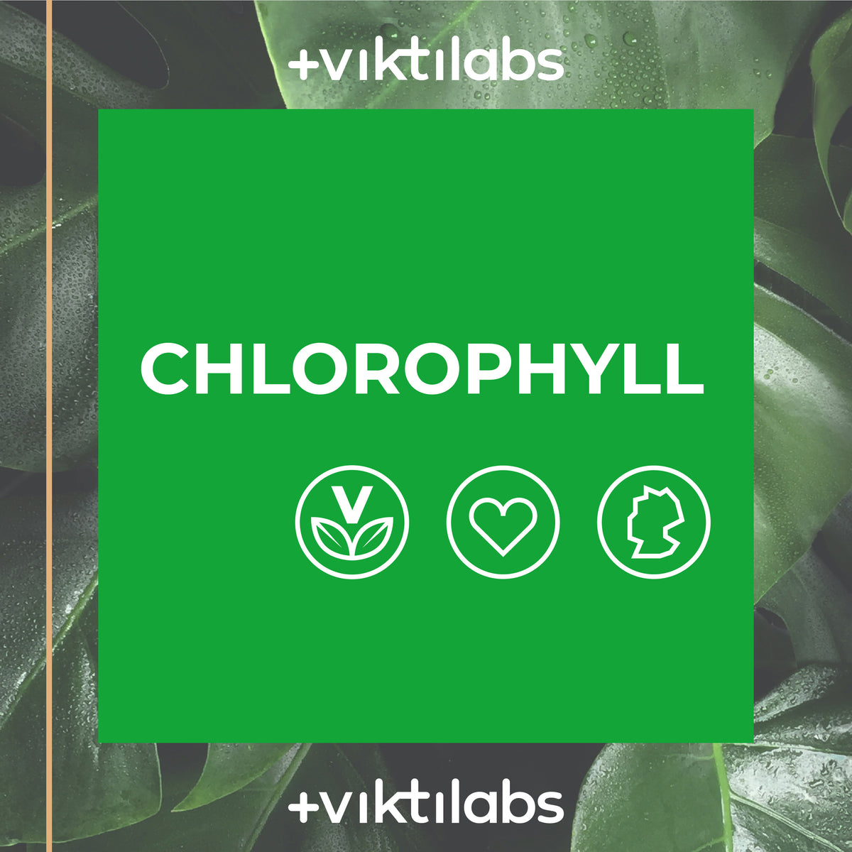 Chlorophyll Tropfen - 1 Flasche mit 100 ml